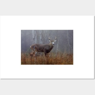 Buck - White-tailed Deer Posters and Art